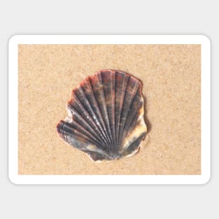 Broken shell on the beach Sticker